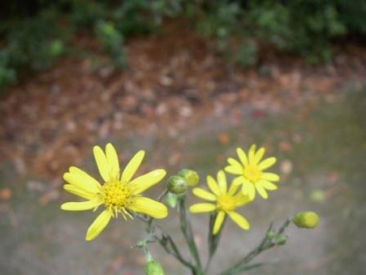 Silkgrass Aster